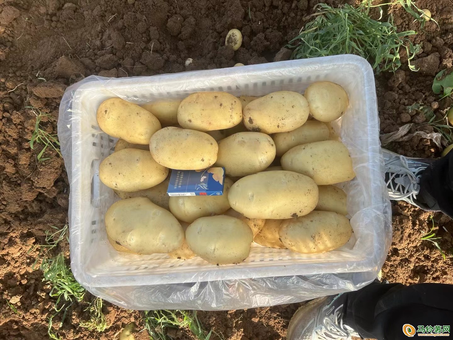 山東濰坊冷庫土豆大量供應(yīng) ()